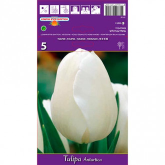 Tulpe Antarctica interface.image 2