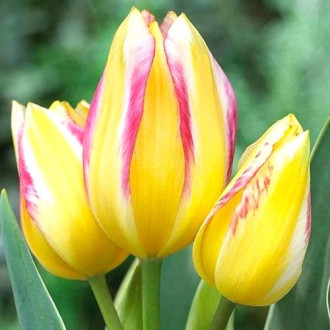 Tulpe Antoinette interface.image 2