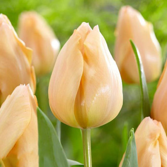 Tulpe Apricot Beauty Bild 8 Tulpe Apricot Beauty interface.image 8
