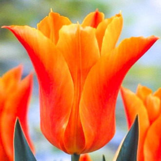 Tulpe Ballade Orange interface.image 5