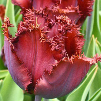 Tulpe Black Jewel interface.image 5