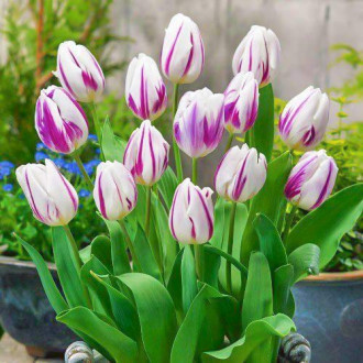 Tulpe Blue Flaming, farbmischung Bild 13 Tulpe Blue Flaming, farbmischung interface.image 13