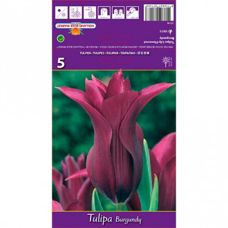 Tulpe Burgundy Bild 12 Tulpe Burgundy interface.image 12