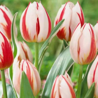 Tulpe Burning Heart interface.image 6