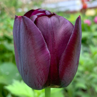 Tulpe Cafe Noir interface.image 3