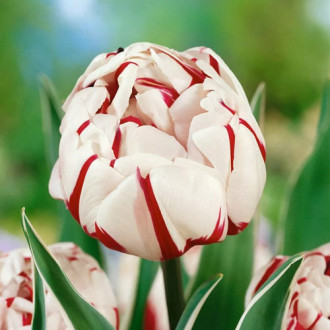 Tulpe Carnaval de Nice interface.image 2