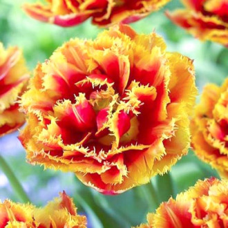 Tulpe Crispion Beauty Bild 11 Tulpe Crispion Beauty interface.image 11