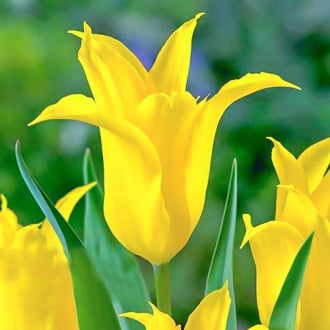 Tulpe Dancing Show interface.image 3