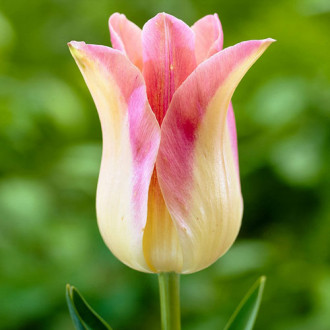 Tulpe Elegant Lady Bild 9 Tulpe Elegant Lady interface.image 9