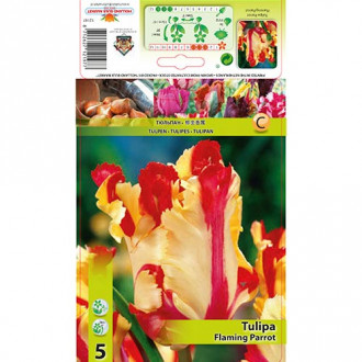 Tulpe Flaming Parrot interface.image 4