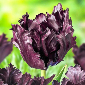 Tulpe Frozen Night Bild 7 Tulpe Frozen Night interface.image 7