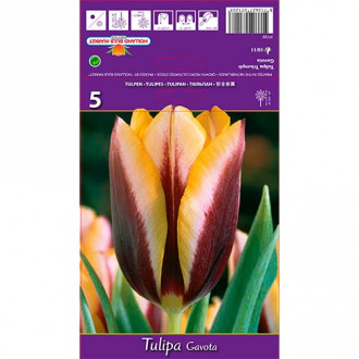 Tulpe Gavota interface.image 4