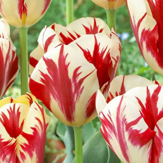 Tulpe Grand Perfection interface.image 3