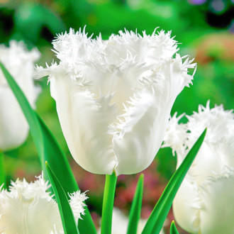 Tulpe Honeymoon interface.image 5