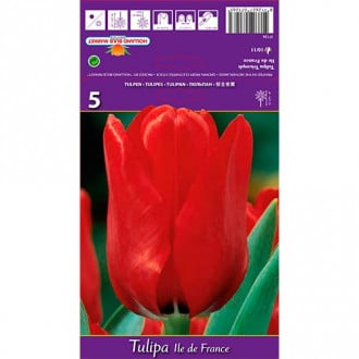 Tulpe Ile de France interface.image 6