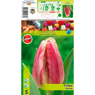 Tulpe Kanok interface.image 6