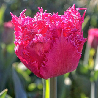 Tulpe Kingston interface.image 4