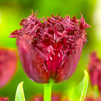 Tulpe Labrador Bild 12 Tulpe Labrador interface.image 12
