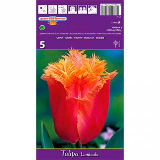 Tulpe Lambada interface.image 3