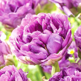 Tulpe Lilac Perfection Bild 11 Tulpe Lilac Perfection interface.image 11