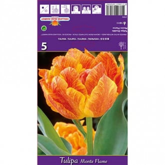 Tulpe Monte Flame interface.image 5