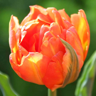 Tulpe Monte Orange interface.image 4