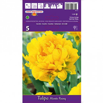 Tulpe Monte Peony interface.image 1