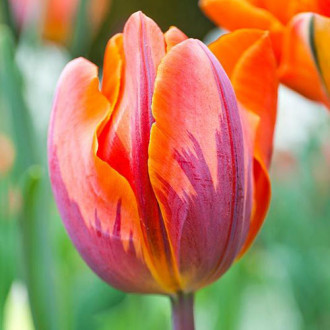 Tulpe Orange Princess interface.image 3