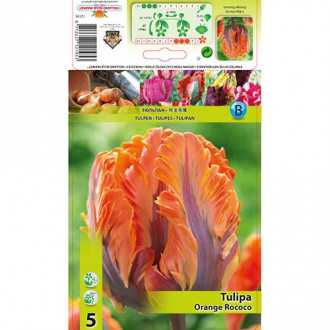 Tulpe Orange Rococo Bild 11 Tulpe Orange Rococo interface.image 11