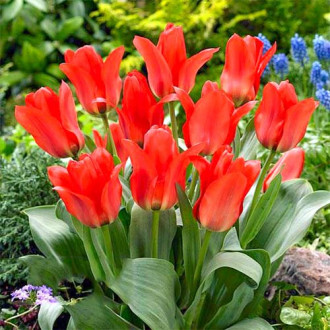 Tulpe Oriental Beauty Bild 12 Tulpe Oriental Beauty interface.image 12