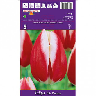 Tulpe Pole Position Bild 16 Tulpe Pole Position interface.image 16