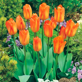 Tulpe Purissima Orange Bild 9 Tulpe Purissima Orange interface.image 9