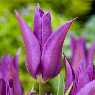 Tulpe Purple Dream interface.image 4