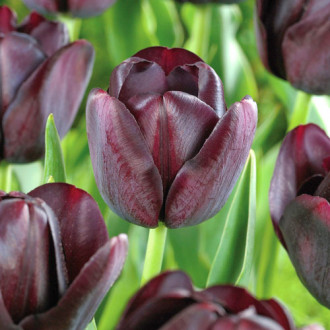 Tulpe Queen of Night Bild 7 Tulpe Queen of Night interface.image 7