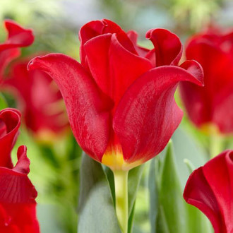 Tulpe Red Dress Bild 7 Tulpe Red Dress interface.image 7