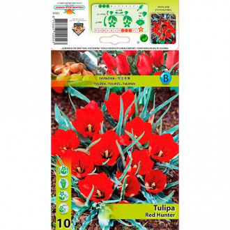 Tulpe Red Hunter Bild 8 Tulpe Red Hunter interface.image 8