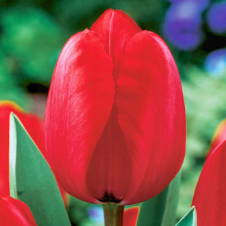 Tulpe Red Impression interface.image 3