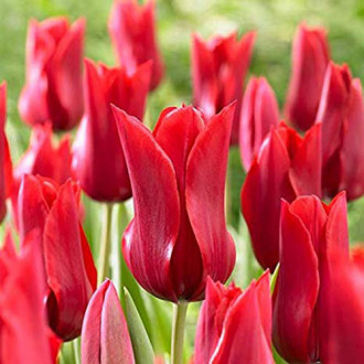 Tulpe Red Shine interface.image 4