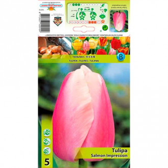Tulpe Salmon Impression Bild 9 Tulpe Salmon Impression interface.image 9
