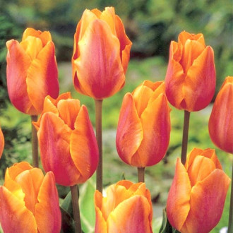 Tulpe Salmon Prince Bild 10 Tulpe Salmon Prince interface.image 10
