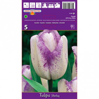 Tulpe Shirley interface.image 5