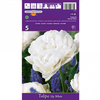 Tulpe Up White interface.image 4