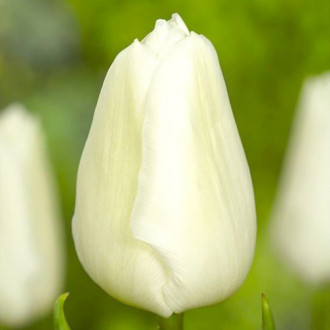 Tulpe White Prince interface.image 6