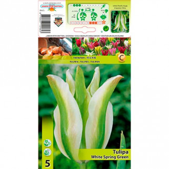 Tulpe White Spring Green interface.image 3