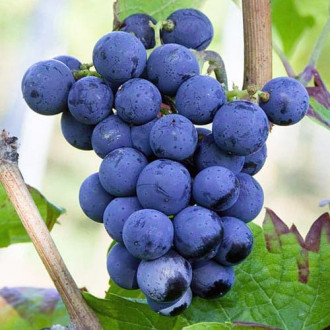 Weintraube Cabernet Cortis interface.image 14