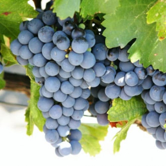 Weintraube Cabernet de Sauvignon interface.image 6