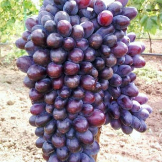 Weintraube Jupiter interface.image 12