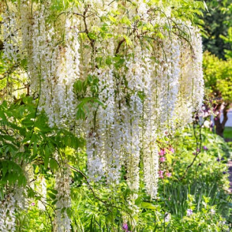 Wisteria floribunda Shiro-noda, С2 interface.image 1