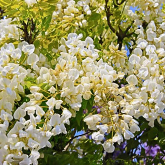 Wisteria macrostachya Clara Mack, С2 Bild 8 Wisteria macrostachya Clara Mack, С2 interface.image 8