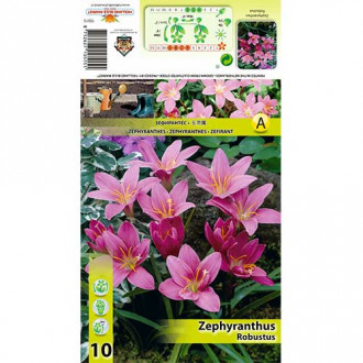 Zephyranthes Robustus interface.image 1